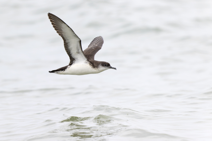 Puffin des Anglais en vol au dessus de l'eau